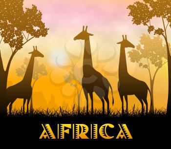 Africa Safari Giraffes Showing Wildlife Reserve 3d Illustration