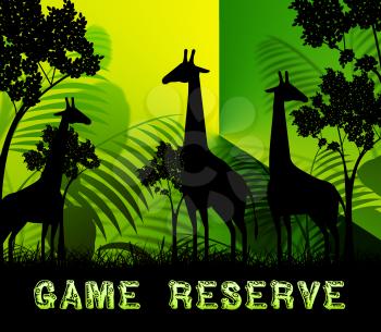 Game Reserve Giraffes Means Wildlife Reserve 3d Illustration