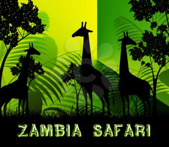 Zambia Safari Giraffes Means Wildlife Reserve 3d Illustration