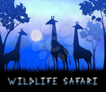 Wildlife Safari Giraffes Showing Animal Reserve 3d Illustration