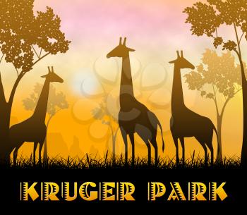 Kruger Park Giraffes Showing Wildlife Reserve 3d Illustration
