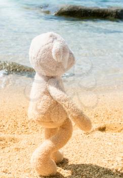 Teddy Bear Walking By The Sea In Thailand