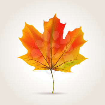 Colorful autumn realistic orange leaf, vector illustration