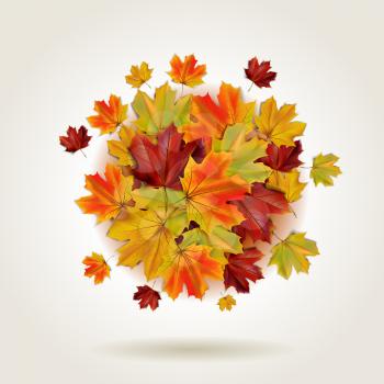 Autumn colorful maple leaves in a round shape, vector illustration