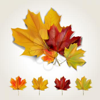Set of colorful autumn leaves with shadow. Vector illustration