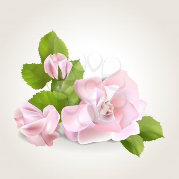 Spring soft realistic rose isolated on white, vector illustration