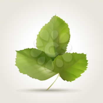 Spring rose leaves isolated on white, vector illustration