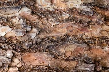 Bark tree background, top view