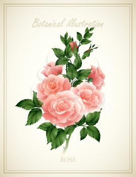 Rose Flower vintage vector illustration. EPS 10