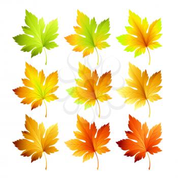 Set of colorful autumn leaves. Vector illustration EPS 10