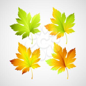 Set fall vector leaves for your design EPS 10