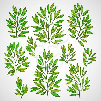 Set of branches with green leaves. Vector illustration EPS 10