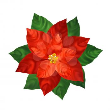 Red poinsettia flower realistic illustration. Christmas decoration and ornamental plant. Red poinsettia with green leaves. Christmas flower. Postcard,poster floral design element. Isolated vector