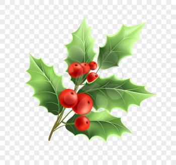Christmas holly twig realistic illustration. Xmas decorative plant. Holly tree branch with green leaves and red berries. Ilex Aquifolium decoration. Greeting card design element. Isolated vector
