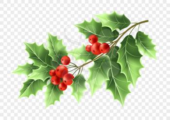 Christmas holly tree branch realistic illustration. Xmas decorative plant. Green holly twig with leaves and red berries. Ilex Aquifolium branch. Greeting card design element. Color isolated vector