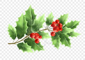 Christmas holly tree branch realistic illustration. Color twig with green leaves and red berries on transparent background. Xmas decorative plant. Greeting card, banner design element. Isolated vector