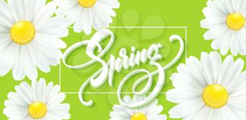 Calligraphic inscription Hello Spring with spring flower - blooming white daisy. Vector illustration EPS10
