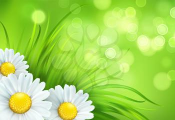 Frash Spring green grass and chamomile background. Vector illustration EPS10
