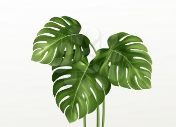 Realistic bright green leaves of monstera isolated on white background. Vector illustration EPS10