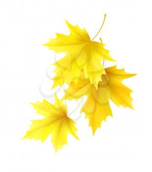 Autumn background with yellow maple leaf leaves. Vector illustration EPS10