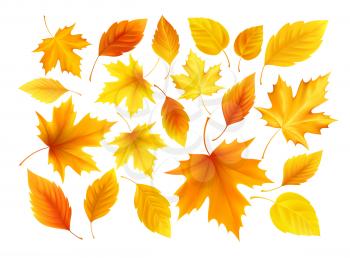 Set of realistic autumn yellow, red, orange leaves isolated on a white background. Vector illustration EPS10
