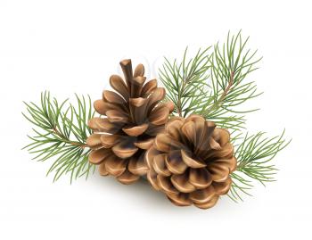 Pine cone with a branch of spruce needles isolated on a white background. Realistic vector illustration EPS10