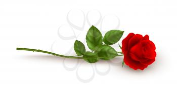 Realistic red rose lying on white background. Vector illustration EPS10