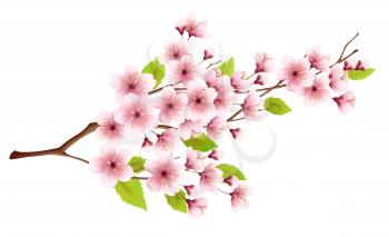 Branch of spring blossoming cherry isolated on white background. Realistic vector illustration EPS10