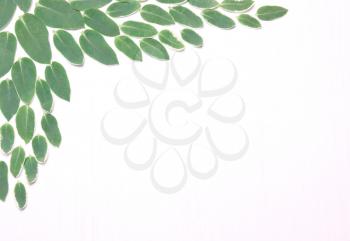 Composition from green leaves  on a white background. The pattern, the composition of the plant.View above