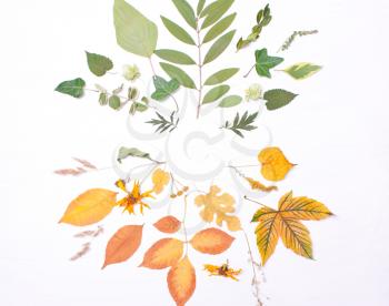 Frame of green and yellow leaves, flowers. Autumn composition. Top view, flat