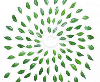 The spiral design of green leaves on a white background, top view, flat
