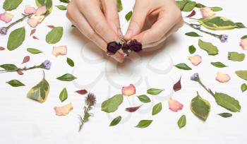 Hands female with roses on a background of petals, flowers and leaves..Inspirational image.Type flat, top view.floristry, florist desktop, workstation creative designer