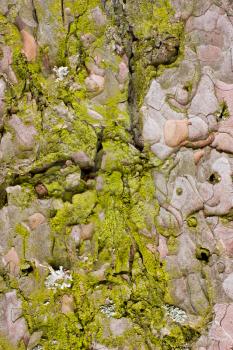 Green moss on an old tree, on the rocks