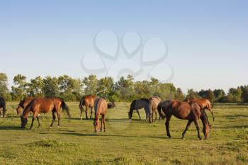 brown horses grazing in a meadow