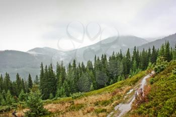 Fog, rain in the mountains, in a pine forest. Dramatic sky. Bad weather in the mountains  in Carpathians, Ukraine. The trail, the road in pools