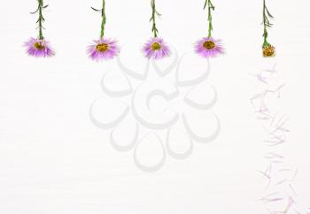 Five flowers on a white background.Composition of purple chrysanthemums. greetings concept. Top view, flat