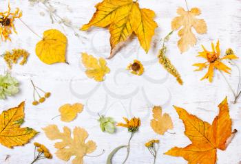 Composition, decor, frame with yellow leaves on a white wooden background. Autumn composition