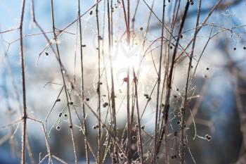 The branches of the plant in the cold snow illuminated by the sun. Frosty day, morning