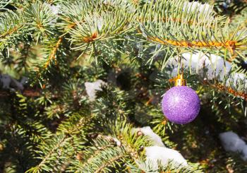 Christmas purple toy on a branch of an evergreen tree in the snow 	
outdoors
. Concept of winter, holiday, New Year