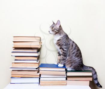 Cat sitting on the books, concept studies, education