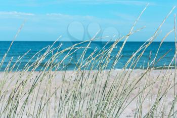 Grass on the background of the sea, sand and sky, beach