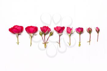 Pink, red roses. Floral pattern on white background. Flat lay, overhead view