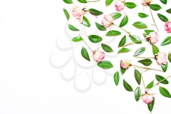 The decor of green leaves and pink flowers, roses on a white background. Top view of a flat