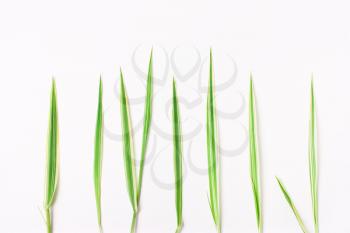 Green grass in a row on a white background. Minimal natural concept. View from above, flat