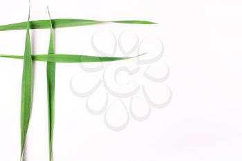 Four intertwined grass blades on a white background. Minimalistic natural concept. View from above, flat