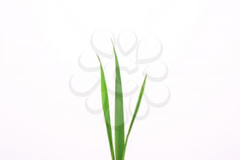 Three blades of grass on a white background. Minimal natural concept. View from above, flat