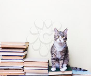 Cat sitting on the books, concept studies, education