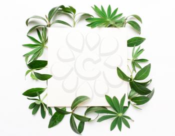 Frame of green leaves, plants on a white background. Place for writing text. Minimalistic natural concept. View from above, flat
