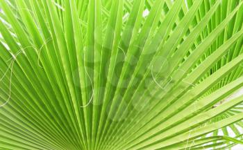 beauty Green leaf of palm trees, tropical plants, natural background