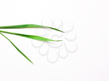 Three green blades in a white background. l natural concept. View from above, flat